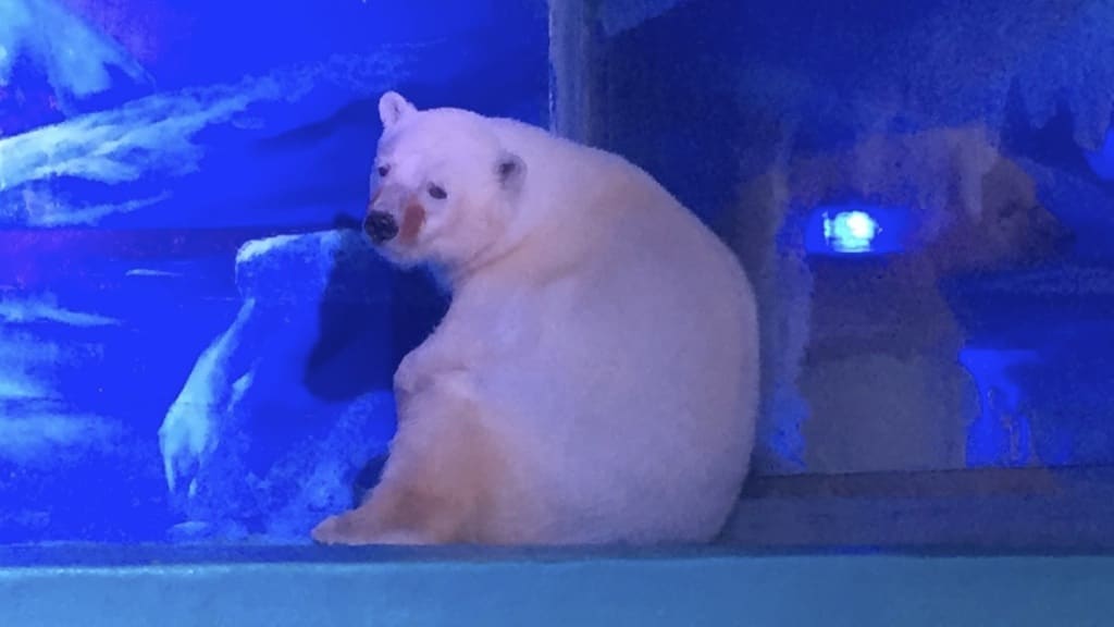 Este es el oso polar más triste del mundo (y que penita da la foto)