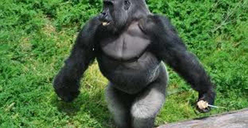 Este gorila camina casi como los humanos