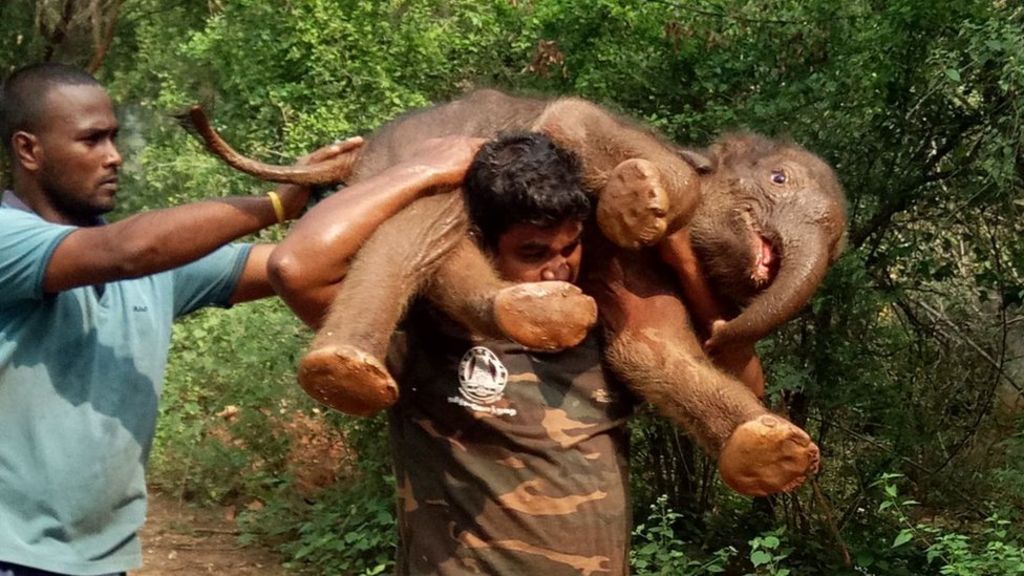 Este héroe ha salvado a un bebé elefante… llevándolo a hombros