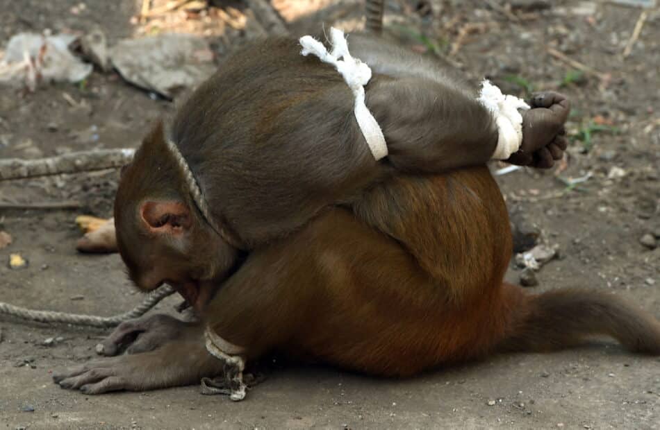 Este mono era el enemigo público número uno en India