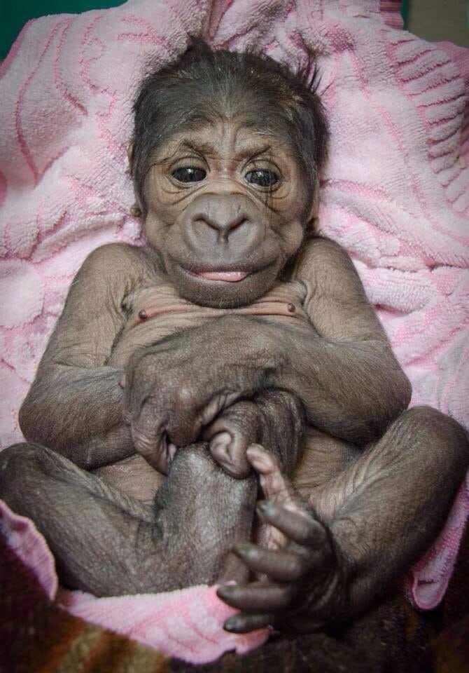 Este pequeño bebé gorila lucha por su vida tras ser abandonado