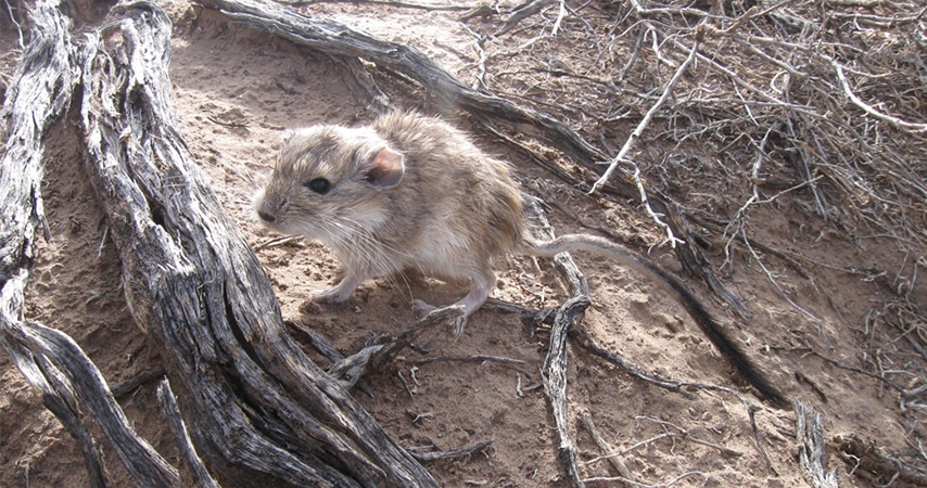 Este roedor tiene el genoma más largo de todos los mamíferos