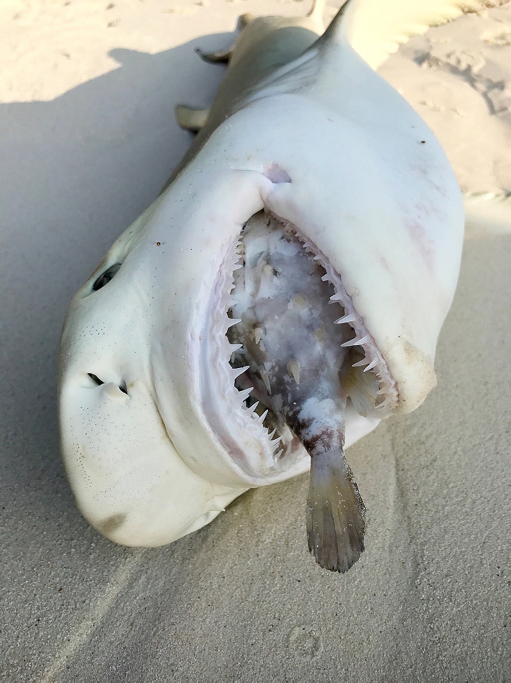 Este tiburón murió asfixiado por un pez erizo