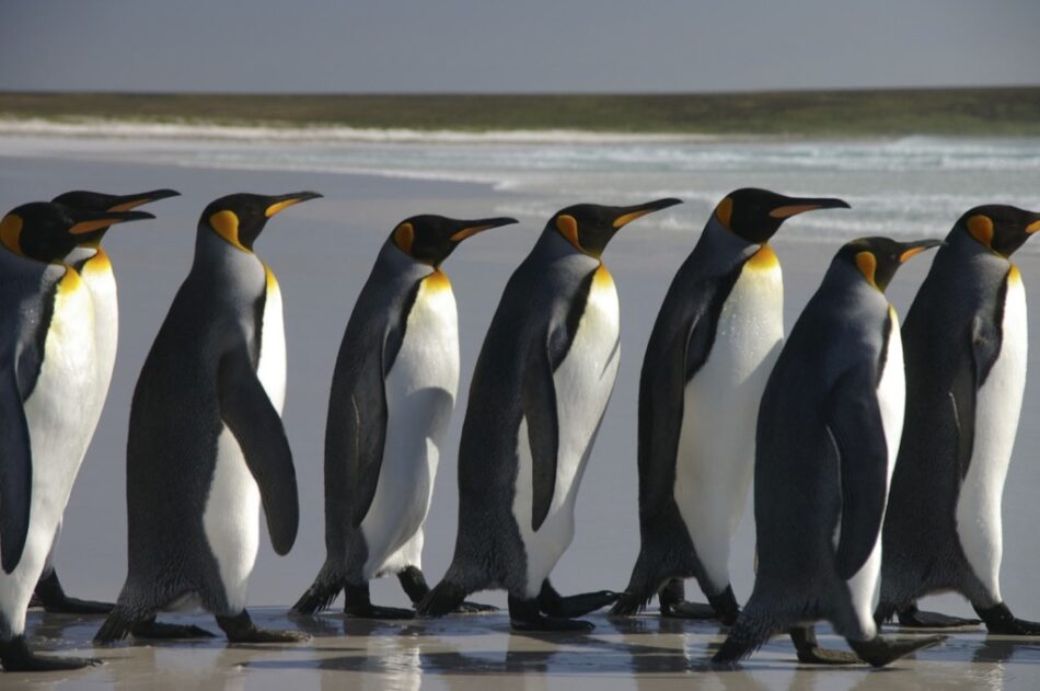 Esto es lo que ocurre cuando los pinguinos escuchan ópera