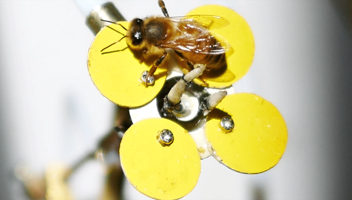 Esto es lo último… flores robot que dispensan polen para abejas