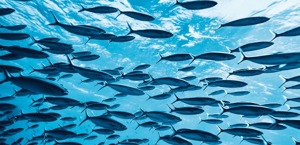 Estos peces protagonizan las orgías más ruidosas bajo el agua