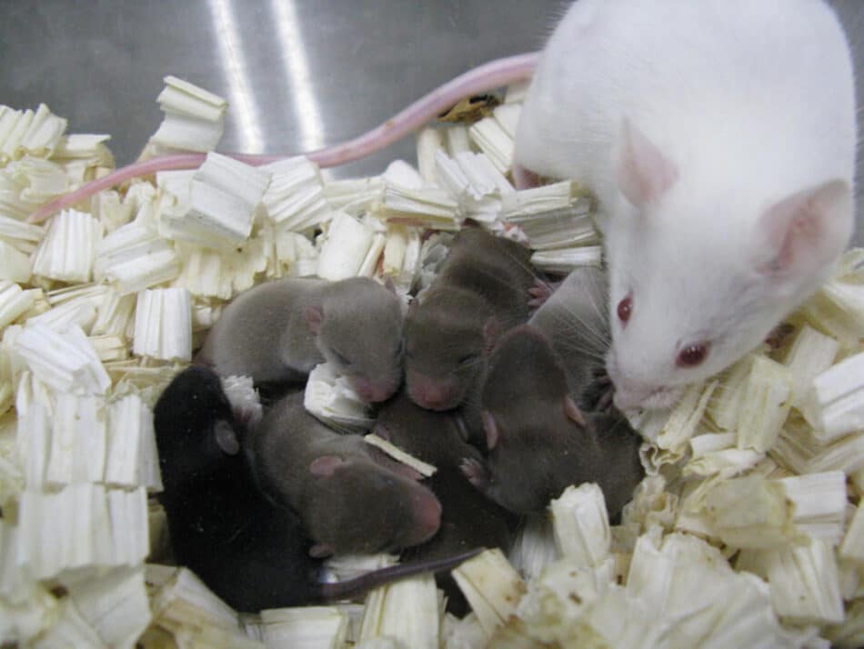 Estos son los primeros ratones nacidos de semen espacial