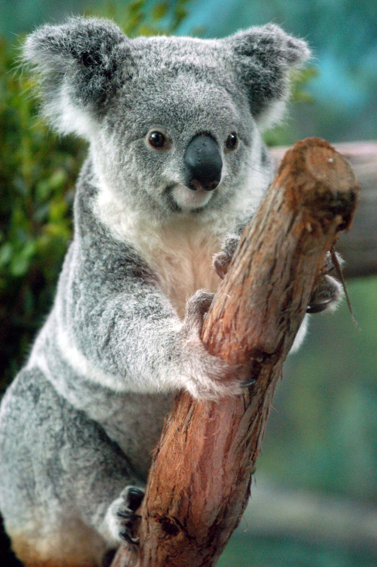 Los koalas se estresan