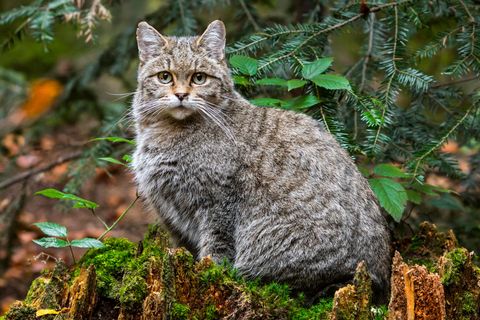 Dilema moral: ¿Erradicaríamos los gatos salvajes para salvar al resto de especies?