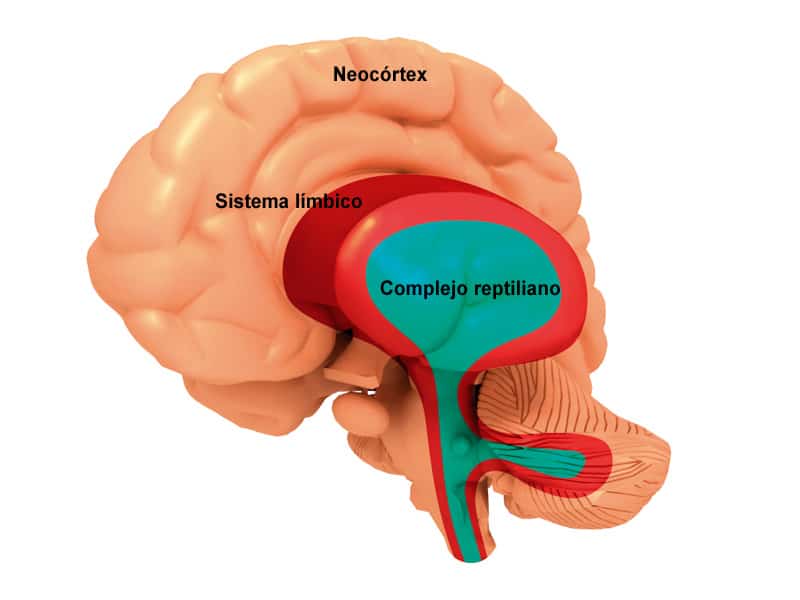 Evolución de las partes del cerebro