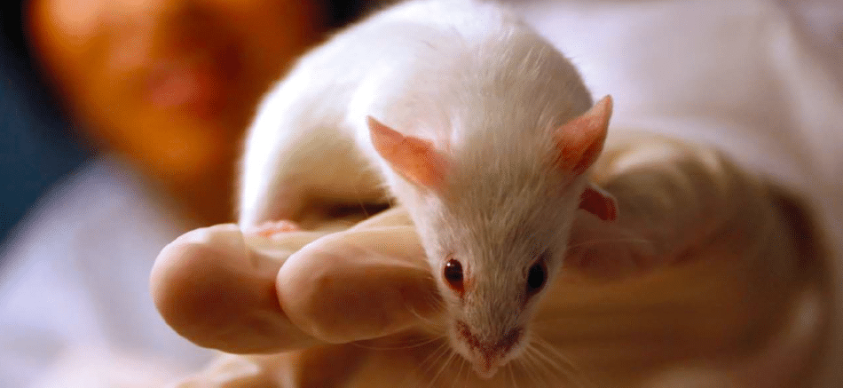 Extienden la vida de ratones un 35%