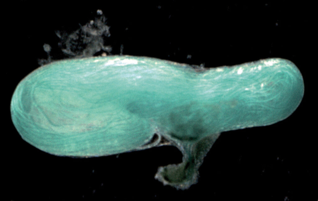 Esperma para todas 1 eyaculacion del ostracodo Esperma para todas
