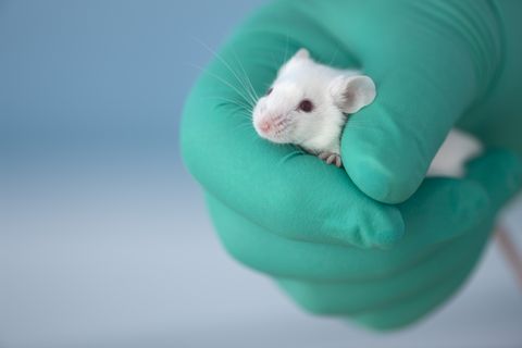 ¿Sirve cualquier especie de ratones de laboratorio para investigar?