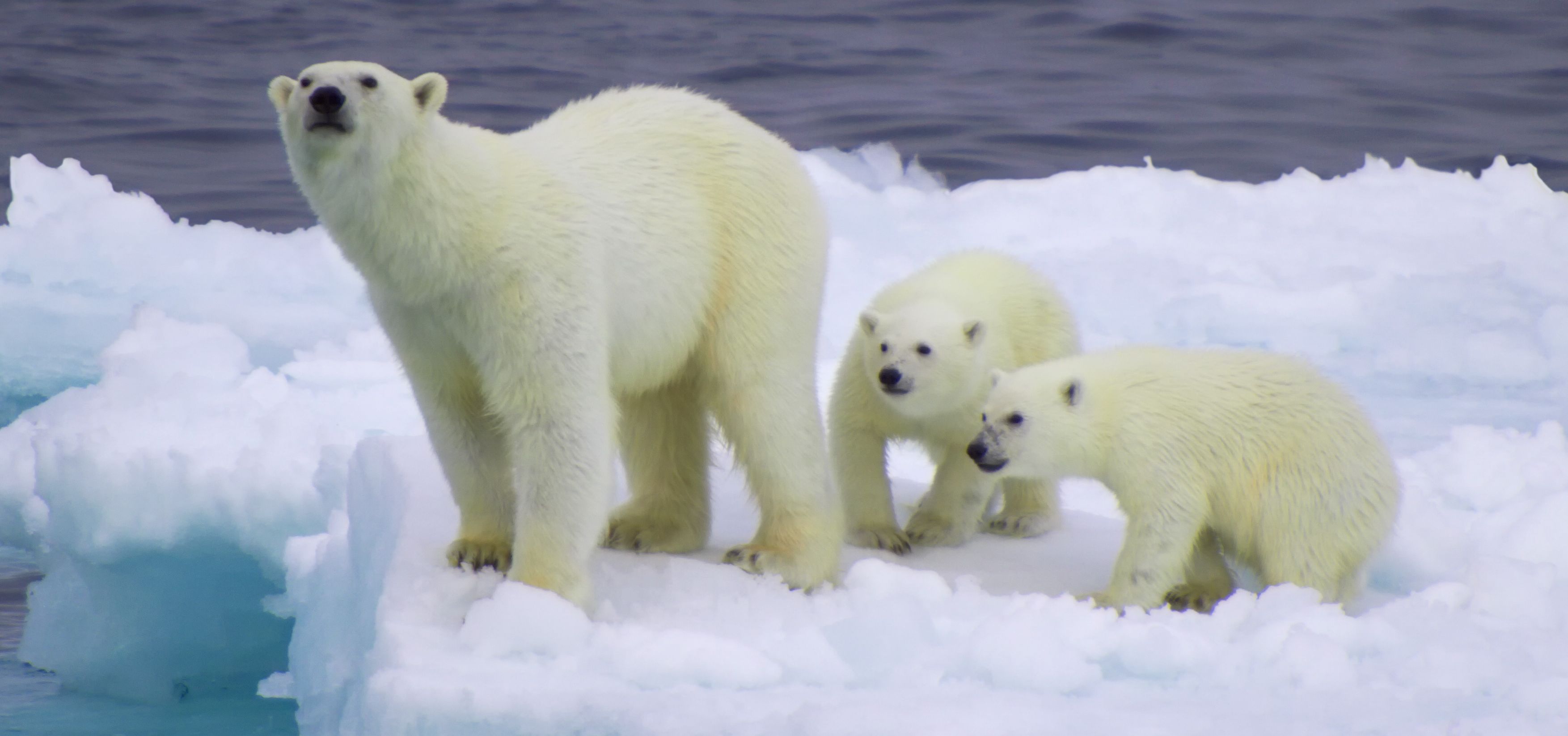 ¿Por qué estos osos polares están cagando brillantina?