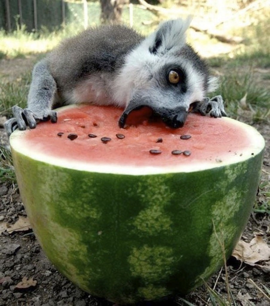 Fotos de animales comiendo que te harán sonreír