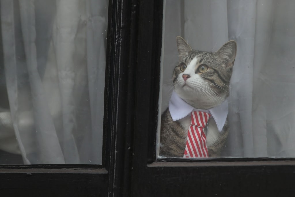 #GatoLeaks: El gato del Julian Assange triunfa en las redes sociales