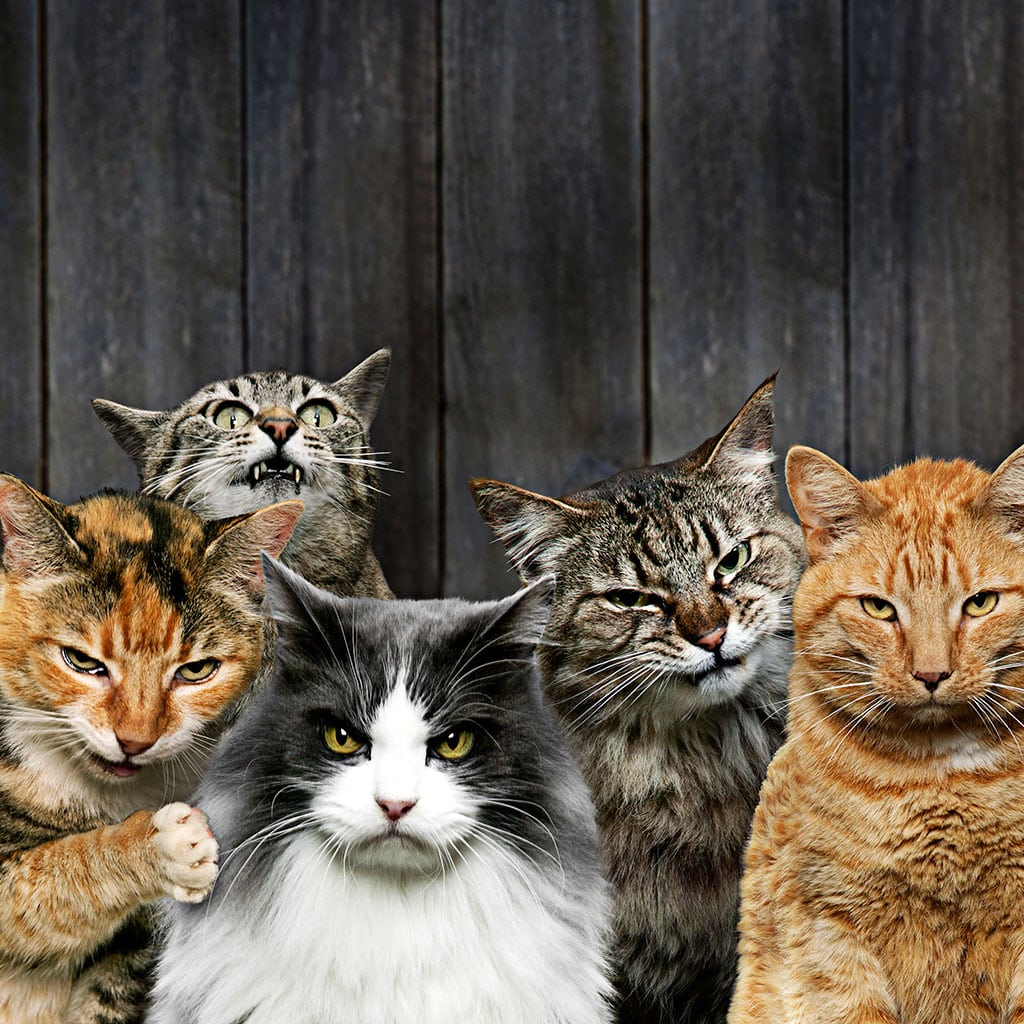 Gatos: ¿dulces mascotas o felinos salvajes?