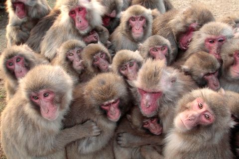 ¿De verdad conversan los macacos entre sí?