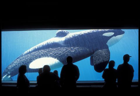 Descubren en Rusia una cárcel para ballenas