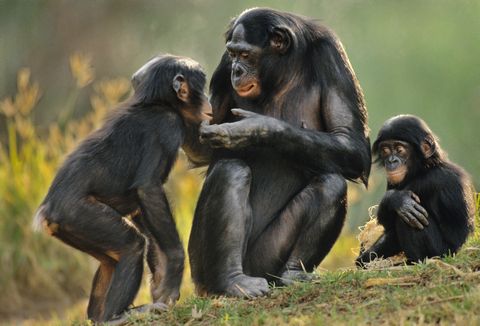 Los bonobos parecen más pequeños de lo que son. ¿Por qué?