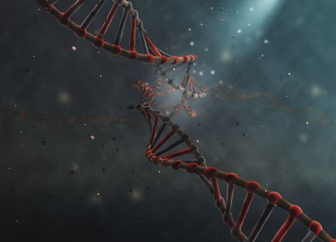 Un estudio revela que en algunos casos excepcionales el ADN mitocondrial también se hereda por vía paterna