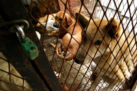 Cierran el mayor matadero de perros de Corea del Sur
