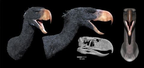 Hallan los restos de un niño neandertal devorado por un ave gigante