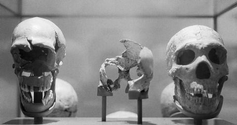¿Cuándo murieron los últimos neandertales?