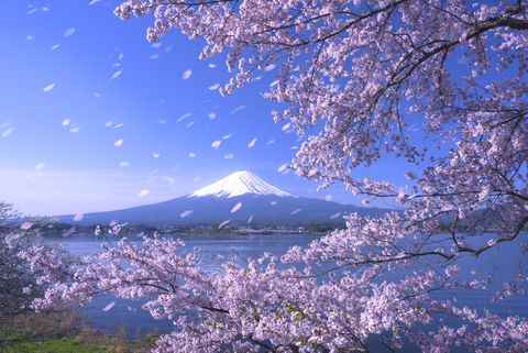 Los cerezos florecen en Japón por culpa de los tifones
