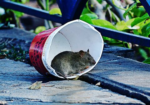 Las ratas de ciudad están mejor alimentadas que las del campo