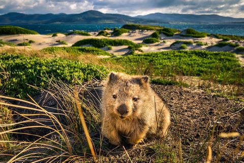 Un misterio científico resuelto. ¿Por qué las heces del wombat son casi cúbicas?