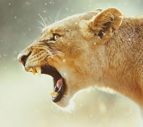 Una leona mata al padre de sus crías en un zoo
