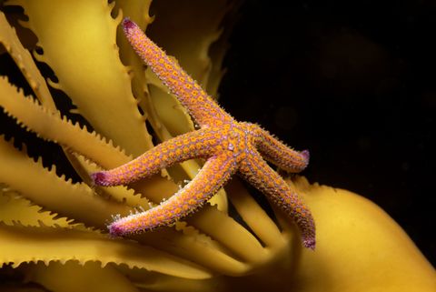 Las estrellas de mar llevan 40 años comiendo microplásticos