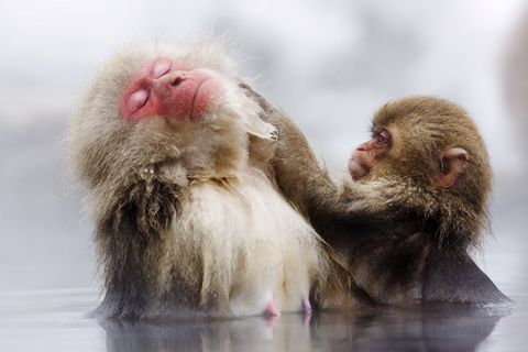 ¿Cuánto duran los baños del macaco japonés en las aguas termales?