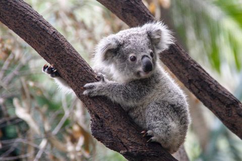 Un perro salva a un bebé koala: la noticia que te alegrará el día
