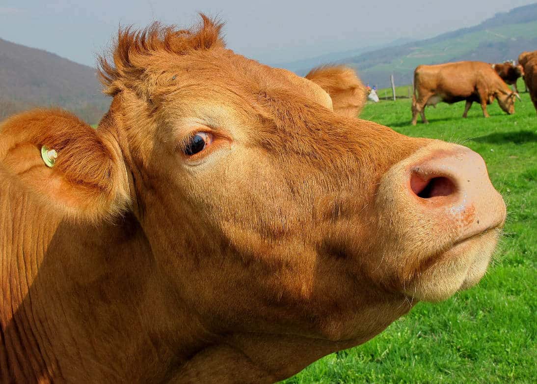 Google protege la identidad de una vaca