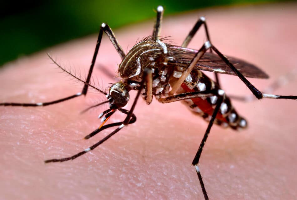 Google y su ejército de mosquitos para combatir el Zika