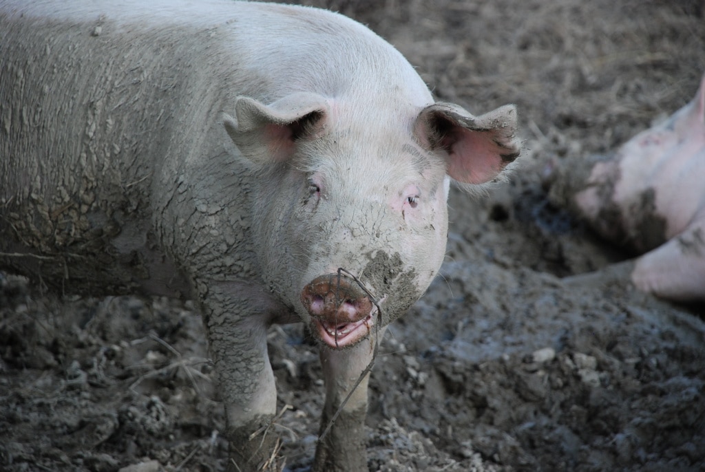 Gripe porcina en Asia y Europa… ¿Cuáles pueden ser las consecuencias?