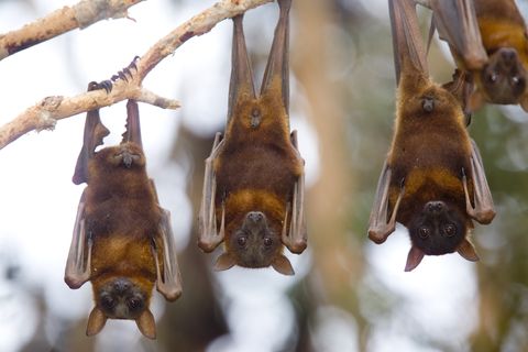 ¿De qué forma se orienta un murciélago para alimentarse?