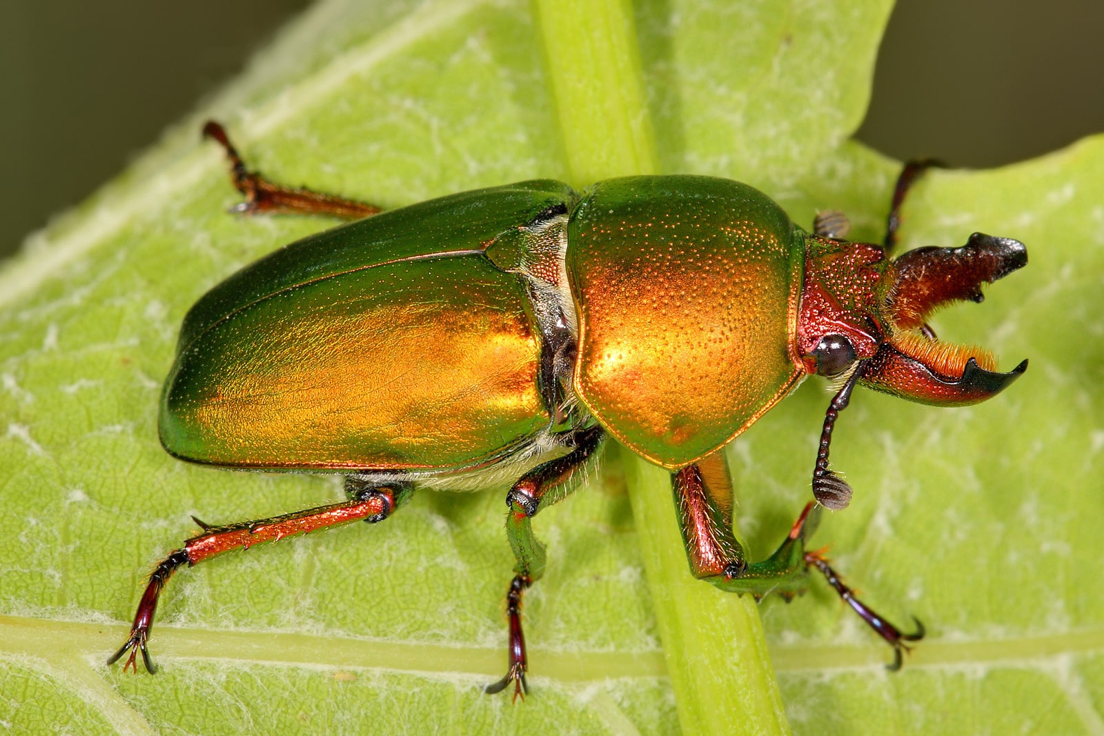 Guerra en el mundo de la taxonomía por culpa de los escarabajos