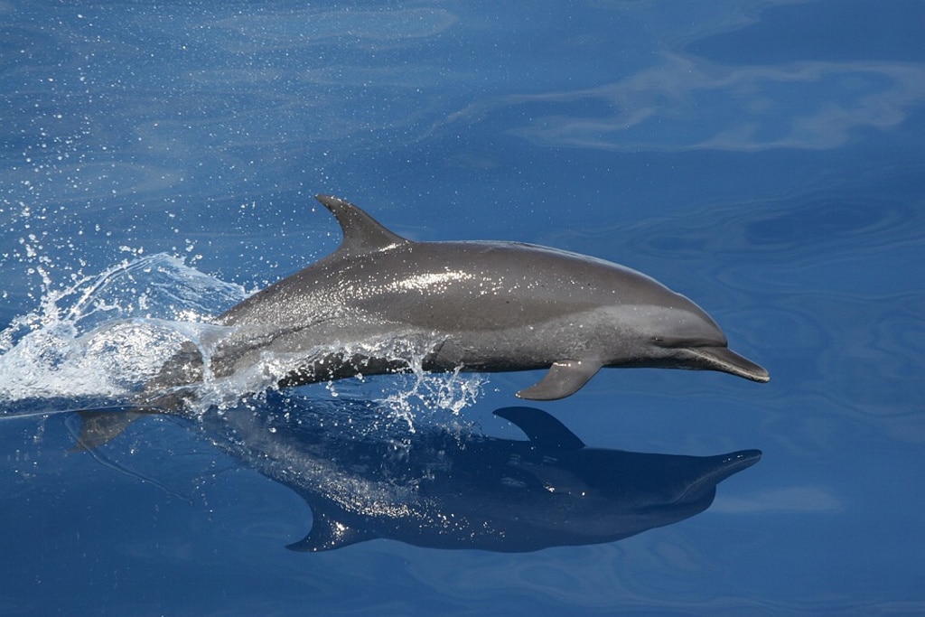 ¿Ha aprendido este delfín a comunicarse con otra especie?