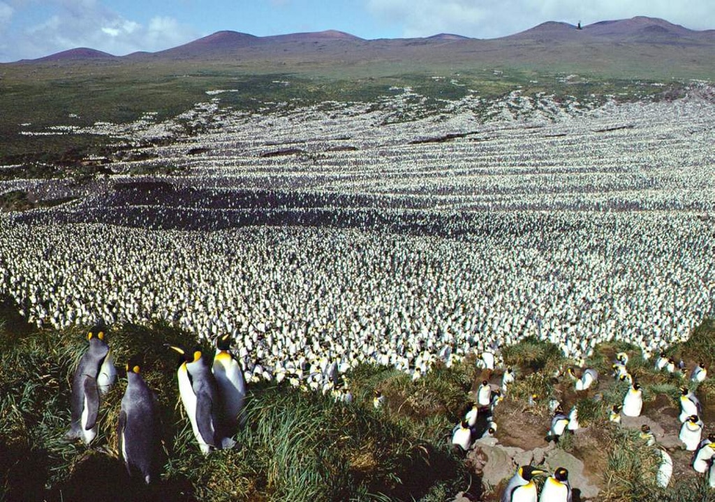 Ha desaparecido casi el 90% de una de las mayores colonias de pingüinos del mundo. Y nadie sabe por qué
