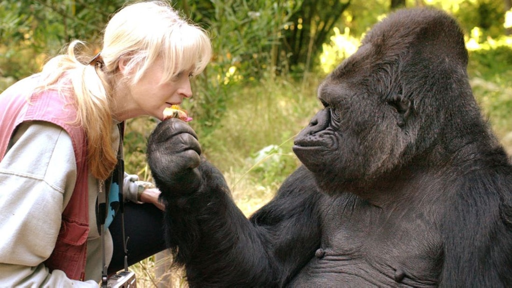 Ha muerto Koko, la gorila parlanchina que usaba el lenguaje de signos