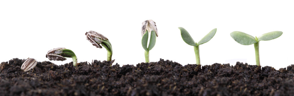 ¿Hacen las plantas injertos espontáneos entre ellas? 1 hacen las plantas injertos espontaneos entre ellas ¿Hacen las plantas injertos espontáneos entre ellas?