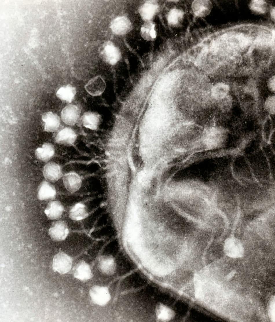 Hallada la mayor colección de virus…en las alcantarillas