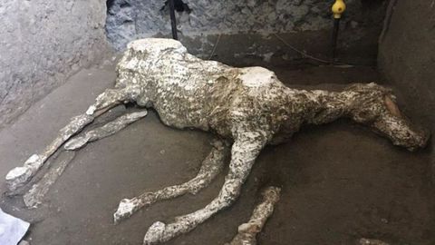Hallan los restos de un caballo muerto en las ruinas de Pompeya