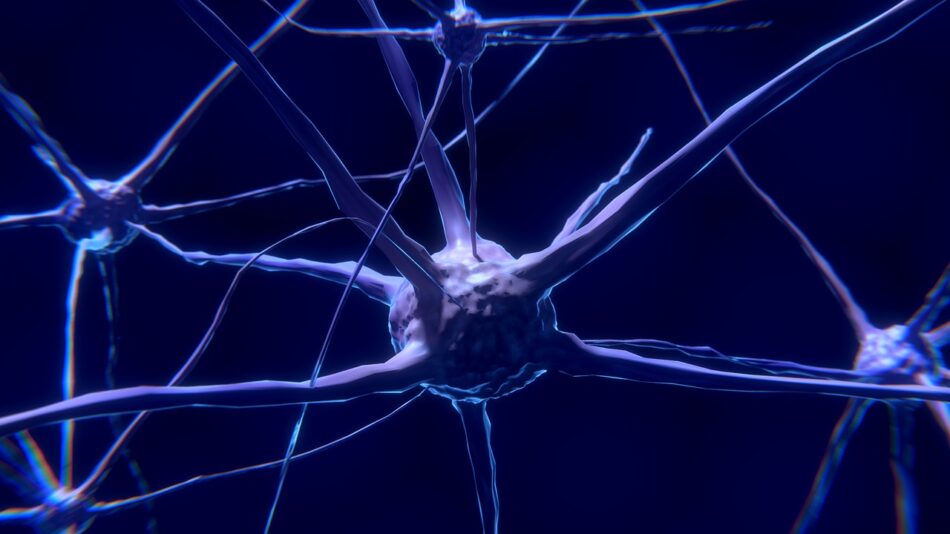 Hallan siete veces más bacterias en cerebros con Alzheimer que en  sanos
