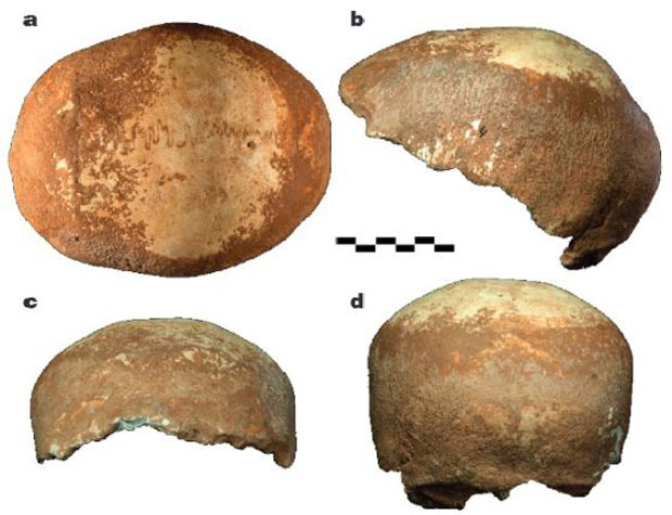 Hallan un cráneo que vincula a neandertales y sapiens
