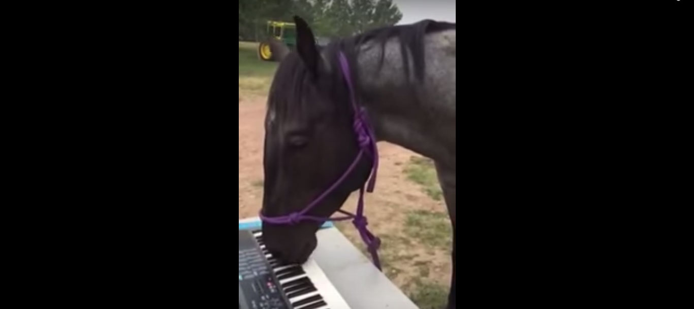 ¿Has visto alguna vez a un caballo tocando el piano?