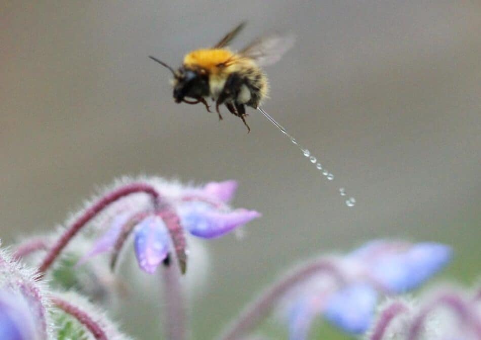 ¿Has visto alguna vez a una abeja «haciendo pis»?
